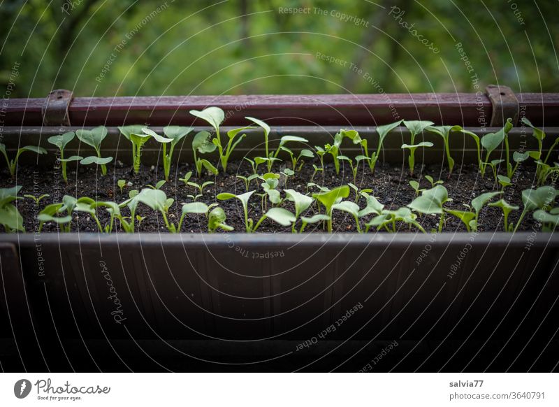 Vegetable cultivation on the balcony Radish Window box balcony box Growth Fresh Vegetarian diet Food natural Delicious Nutrition Organic produce Deserted