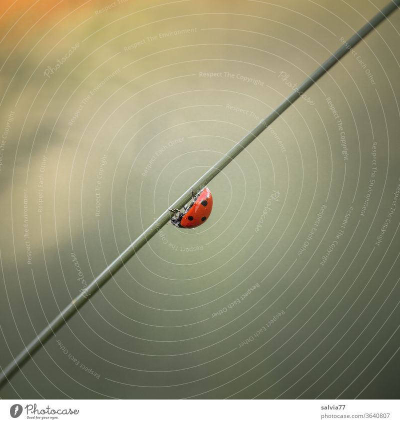 it's all downhill Nature Ladybird blade of grass Beetle Insect Crawl Downward conceit Diagonal Seven-spot ladybird luck Summer Neutral Background