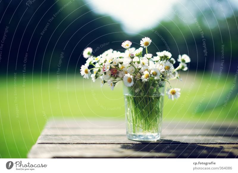 daisies Garden Table Plant Sun Summer Flower Blossom Warmth Glass Daisy Wooden table Colour photo Exterior shot Deserted Copy Space left Day