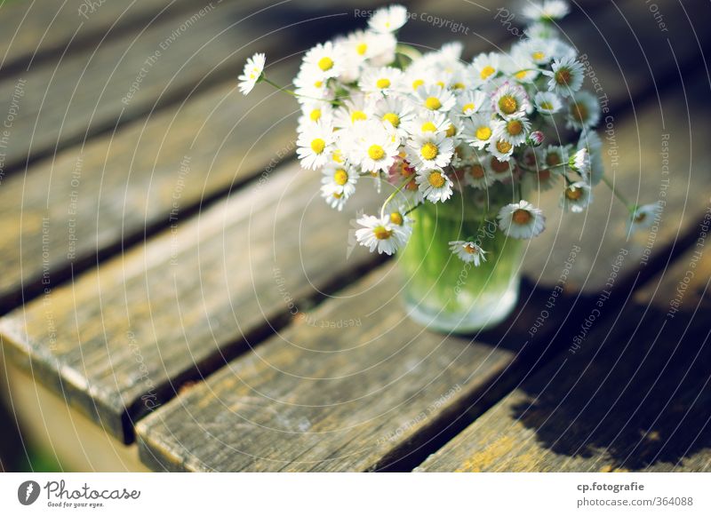 daisy II Plant Summer Beautiful weather Flower Garden Warmth Daisy Wooden table Glass Colour photo Exterior shot Deserted Copy Space left Copy Space bottom Day