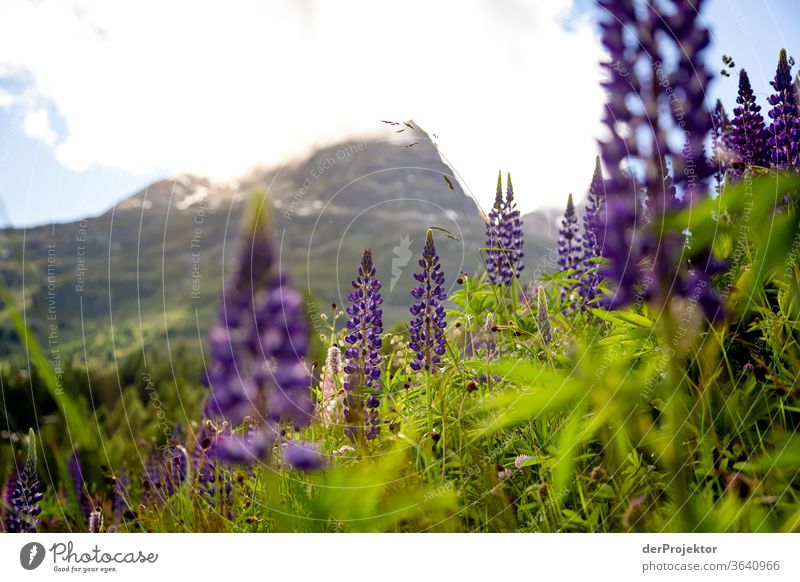 View of the Piz Albana with lupines in the foreground in the Engadin in Graubünden in the evening Sunbeam Day Light Exterior shot Alps Nature Nature reserve
