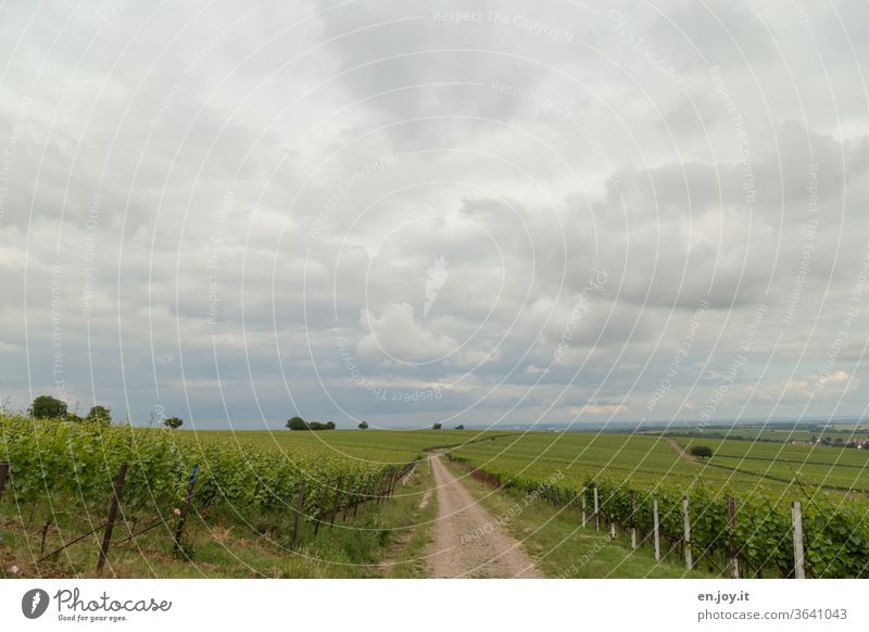 Path between vines to the horizon in cloudy weather Vine off Horizon Sky Clouds Summer Wide angle green Wine growing wide Agriculture ecologic Idyll Vineyard