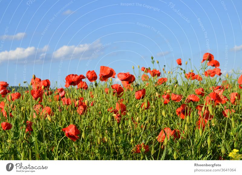 red poppies in a rape field Poppy Canola Field Corn poppy Red acre extension Sky Nature Landscape background Rhön Thuringia Weather bleed blossom green Blue