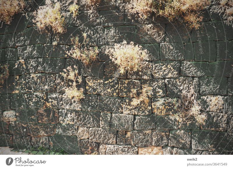 Tufts and stones Plant bushes Small Dry Detail Structures and shapes Deserted Exterior shot Delicate Idyll Subdued colour Day Colour photo Wall (barrier)