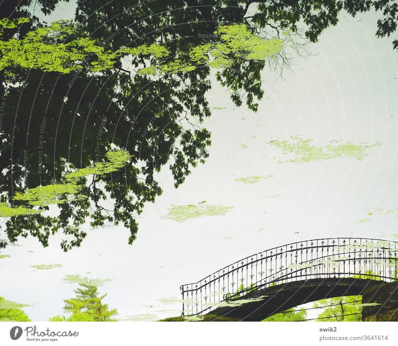 convergence Detail reflection Arched bridge Curved Metal pile-lander Elegant Park Pond Reflection Mirror image On the head Rotated 180° Water Surface of water