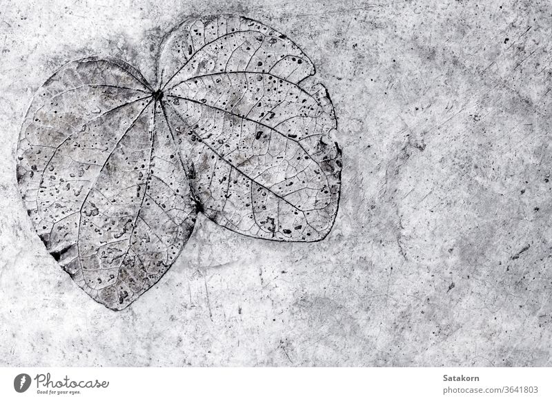 Leaf texture in concrete floor leaf pattern nature gray grey background old natural surface imprint abstract backdrop architecture detail rough beautiful design