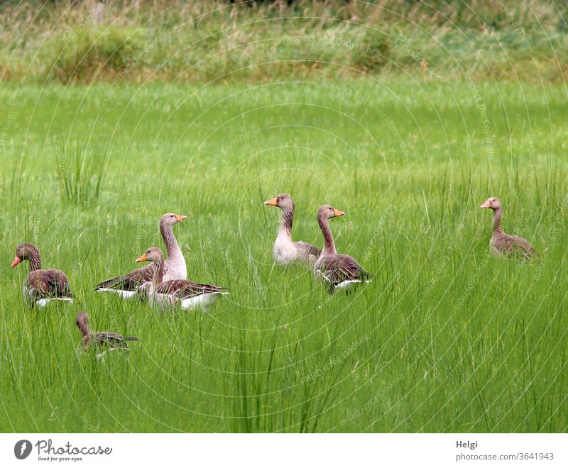 seven grey geese on a moor meadow Goose Gray lag goose birds Wild animal Animal Exterior shot Colour photo Nature Wild goose Environment natural Deserted