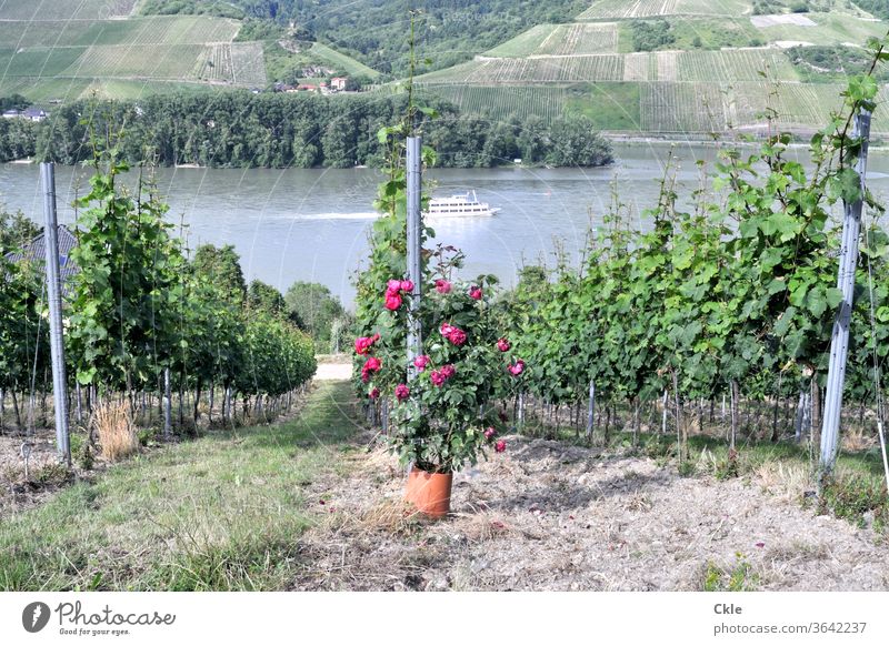 Plant protection products Moselle Vineyard steep slope Wine growing ship Boating trip Vantage point Vine fields Riesling vines Trip parcel cultivation roses