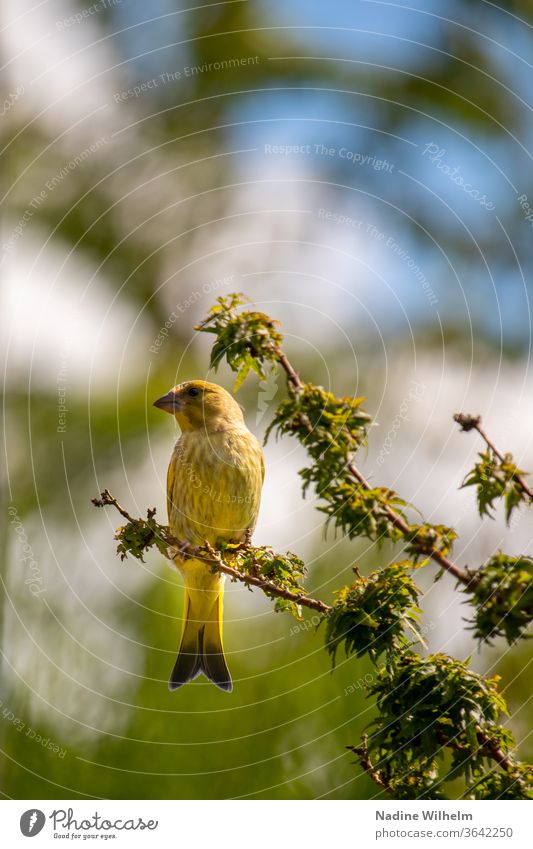 Greenfinch on a branch birds Green finch Branch tree Sky Nature Animal Twig Exterior shot Colour photo Sit Plant Wild animal Crouch Branchage Looking Blue green