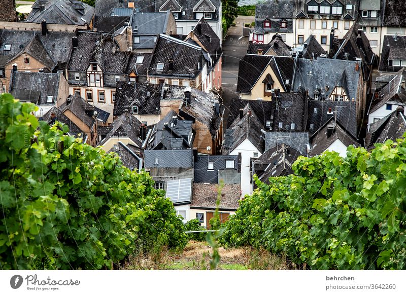 house wine III Roof Idyll tranquillity Moselle valley Hunsrück Trip houses Town Rhineland-Palatinate Vineyard Mosel (wine-growing area) Vacation & Travel Old
