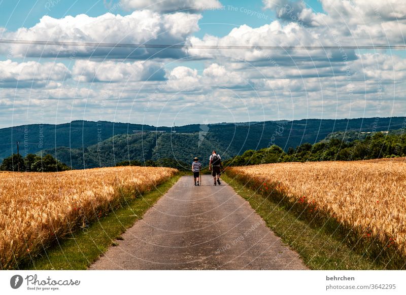 Hiking is the miller's desire Landscape Agriculture grain Grain Wheat Barley Rye Father Son Sky Clouds Summer Field Nature Cornfield Ear of corn Exterior shot