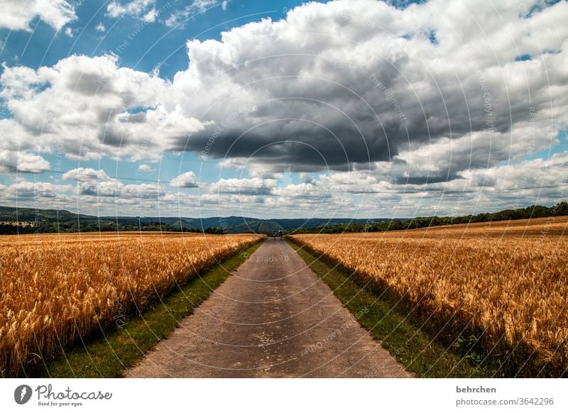 beginning and end | it was a long long way Symmetry Harvest endless wide Ecological Agricultural crop Grain Agriculture Landscape Wheatfield Growth Clouds