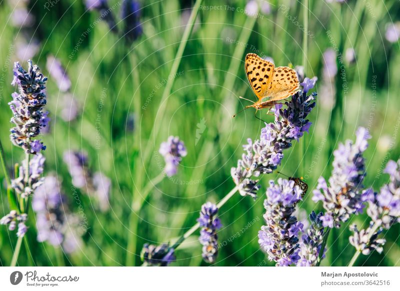 Beautiful butterfly on lavender plant in summer time aromatherapy aromatic background beautiful beauty bloom blooming blossom branch bush closeup color colorful