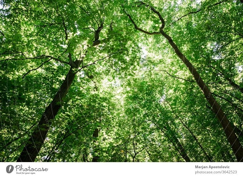 Lush green tree tops in the forest background beautiful beech big bright color day daylight eco ecology environment foliage fresh greenery inspirational jungle