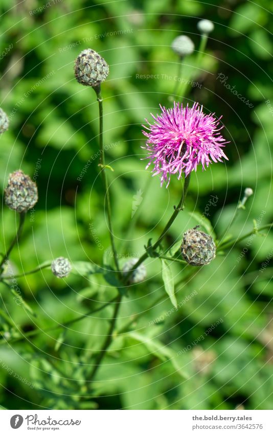 Scabious Flake Flower flowers Plant Blossoming bleed Nature Summer Colour photo Exterior shot Garden Deserted Shallow depth of field green purple already Violet