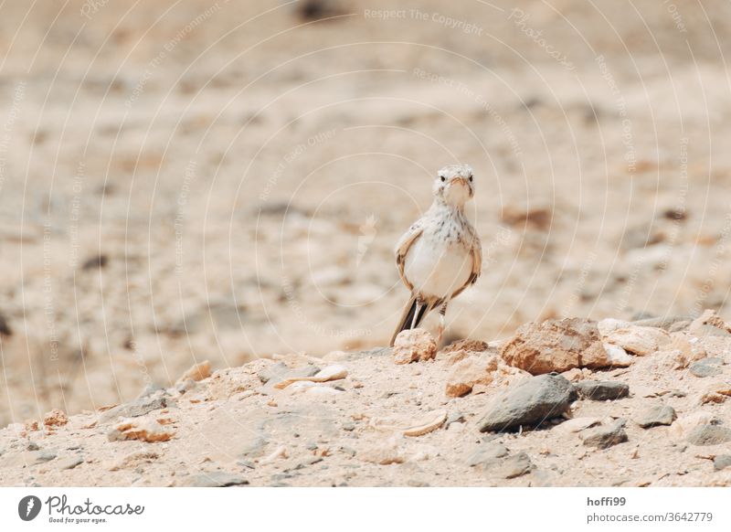 The steppe lark, well camouflaged, is on the lookout in the desert - was.issen.da.los ... birds Desert Bird desert landscape Sandstone Stone Nature Rock