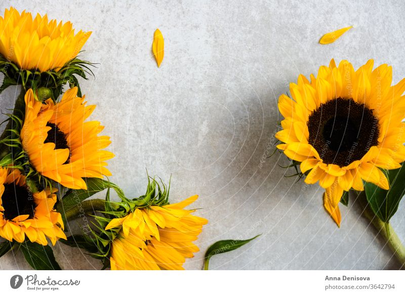 Yellow Sunflower Bouquet on Grey Background, Autumn Concept sunflower bouquet august autumn fall bunch wood wooden table yellow space nature white rustic