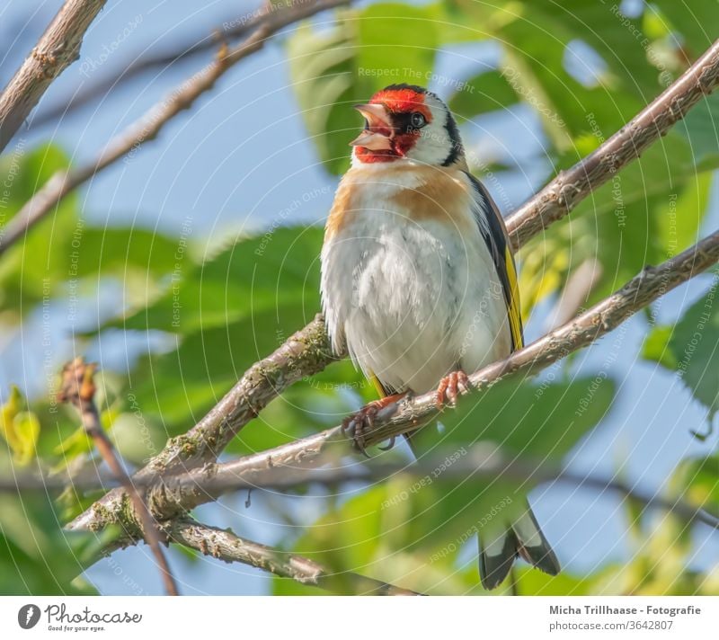 Singing goldfinch in a tree Carduelis carduelis Finches birds Wild bird Animal face Head Beak Eyes feathers plumage Grand piano Legs Claw Song tweet hum