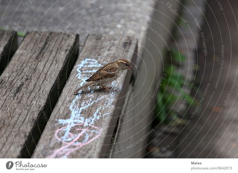 A gray sparrow sits on a park bench nature background white sitting woman old animals birds hand summer eating outdoor wooden feed graphic adult breadcrumbs