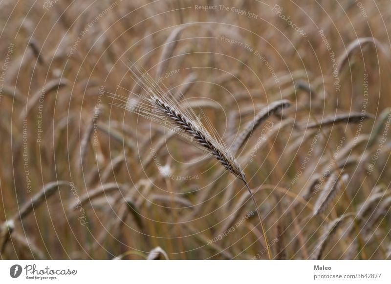 Golden ears of rye growing in the field wheat crop grain landscape seed sun golden sunny bread plant agriculture harvest cereal farm growth nature rural stem