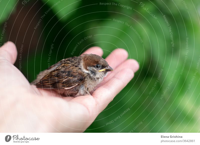 Little chick is sitting on the palm of his hand. bird day sparrow small bird in hand wildlife young little beak feather nature baby brown closeup wing nestling