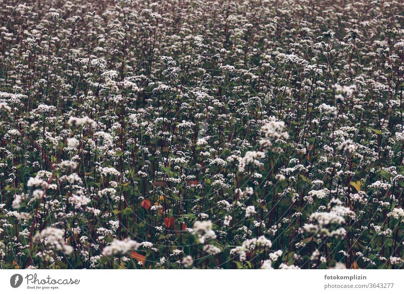 White sea of flowers sea of blossoms Flower meadow Blossoming Plant Love of nature Flower love Environment Nature Field flowers Summerflower meadow flowers