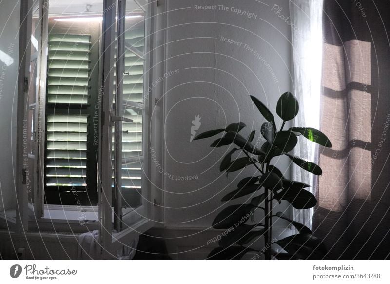 Interior view of window with shutters and houseplant Old building old building windows Drape Houseplant Rubber tree Window folding shutter inboard Interior shot
