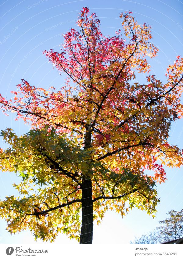 Colourful tree Deciduous tree Sky Beautiful weather Autumn Red Orange green Light Nature Photosynthesis