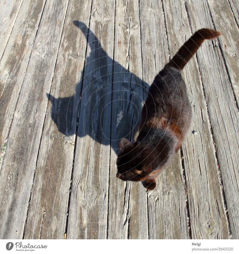Double - black cat in sunlight casts shadows on wooden floor Cat Light Shadow shadow cast Contrast Bird's-eye view double Colour photo Day Exterior shot 1