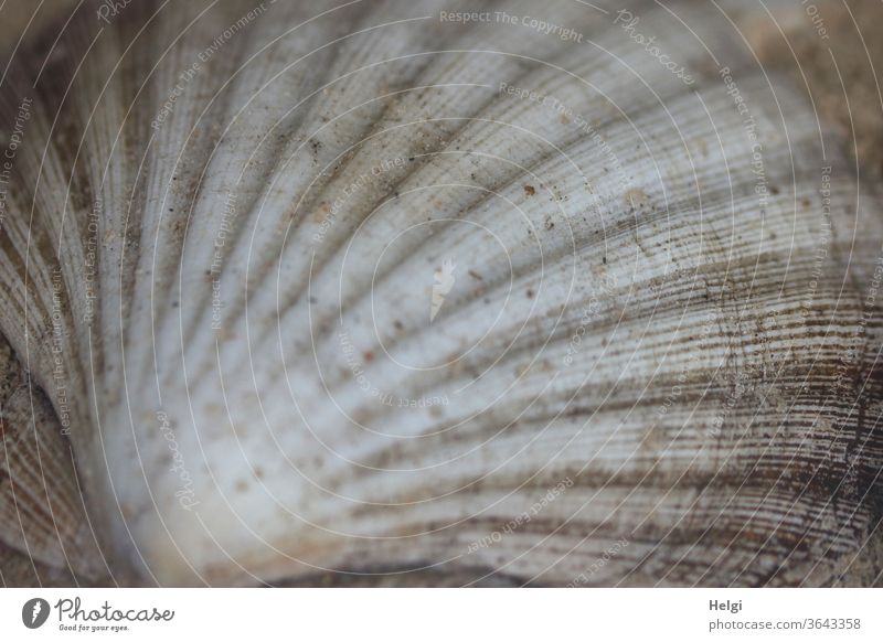 Scallop pattern - shell of a scallop Mussel Pilgrim mussel Mussel shell Pattern structure Close-up Detail Nature Macro (Extreme close-up) Subdued colour Gray