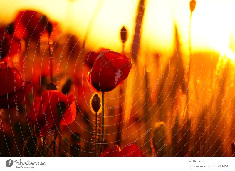 red poppy at sunset poppy flower Sunset Poppy field Poppy Field Red in the evening romantic already