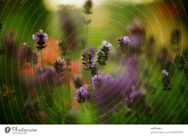 Lavandula angustifolia Lavender Blossoming Medicinal plant flowers Violet Fragrance Plant Flower meadow bleed Nature Summer Shallow depth of field