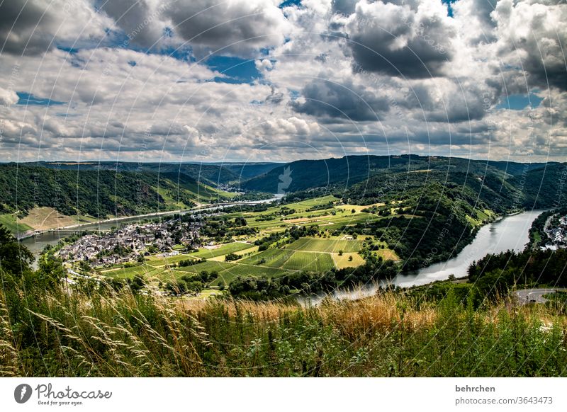 life is much too short to drink bad wine! Moselle loop Town Germany Hunsrück Moselle valley Wine growing tranquillity Sunlight Mosel (wine-growing area)