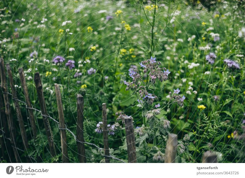 flower meadow Flower meadow Flowering meadow paling fence Summer green Meadow flowers Blossoming Colour photo Plant Day Deserted Garden Close-up Exterior shot