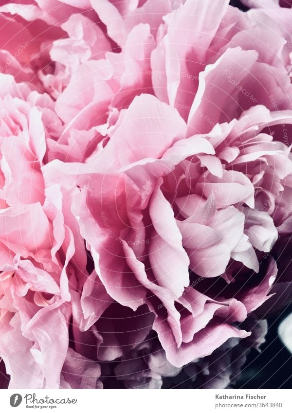 Petals of a peony Peony flowers bleed Pink Plant Colour photo Nature spring already Close-up Summer Fresh natural Blossom leave Blossoming Bud
