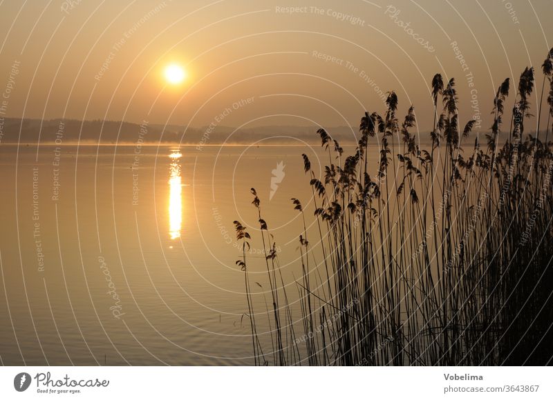 Morning at Lake Constance Reichenau Baden-Wuerttemberg Sunrise morning sky bank Coast reed Grass grasses reed grass Reeds morning sun romantic Idyll idyllically