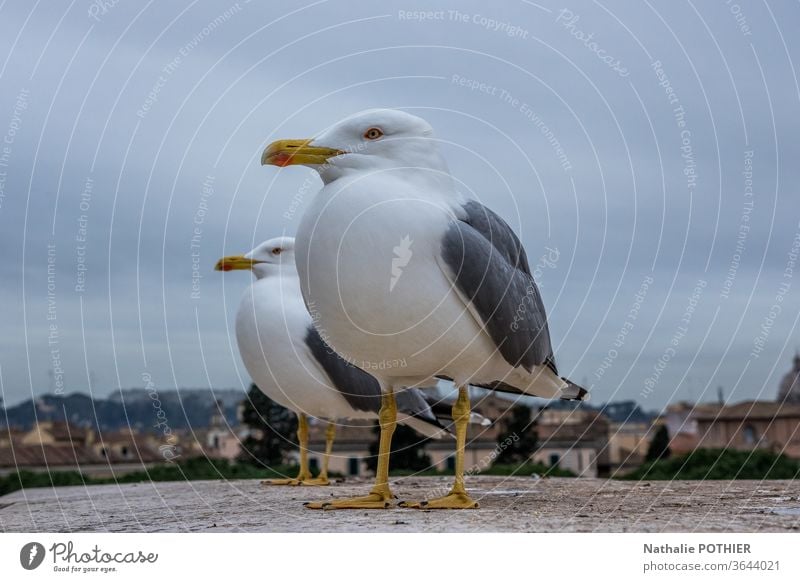Gulls on the heights in Rome gulls birds Sky Animal portrait roof Exterior shot Wild animal Colour photo Nature Animal face Looking Close-up Italy Wild bird