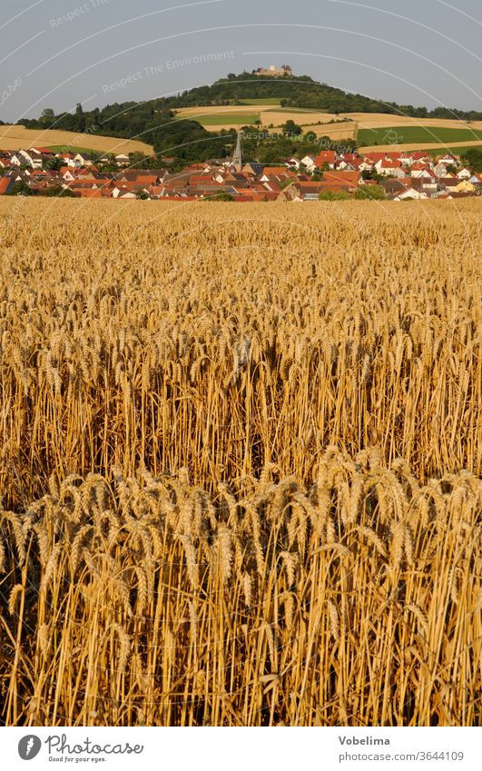 Grain field at Otzberg Field Wheat Wheatfield otzberg Odenwald Hesse Germany Agriculture Landscape cereal cultivation hesse germany Europe