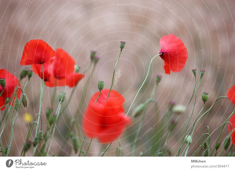 Days long gone Nature Summer Poppy Blossom Blossoming Garden Meadow Field Stand Growth Red Optimism Power Serene Patient Hope Faded Stalk Gray Colour photo