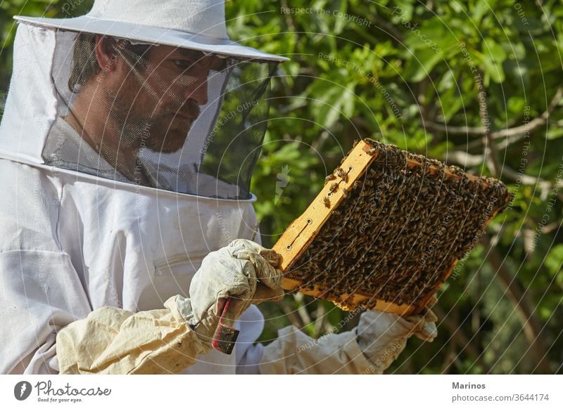 beekeeper working at the apiary. agriculture farm green farming outdoor summer protective man honeybee hive beehive swarm apiarist worker nature apiculture