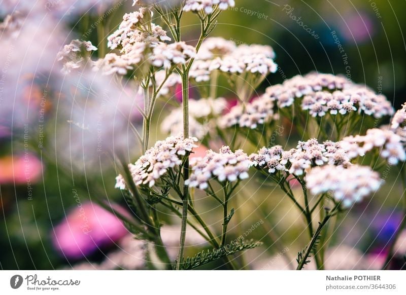 Wild flowers in meadow Flower Meadow flower Garden Plant Nature Summer Blossoming spring Colour photo Exterior shot Flower meadow Close-up White Spring
