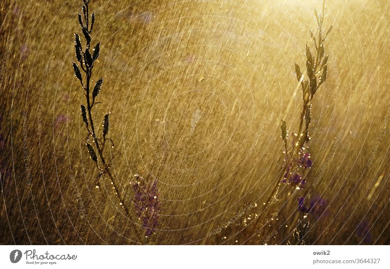 freshly showered take a shower Irrigation sparkle Illuminate Exterior shot Beautiful weather Sunset Copy Space top Day Copy Space left Copy Space bottom