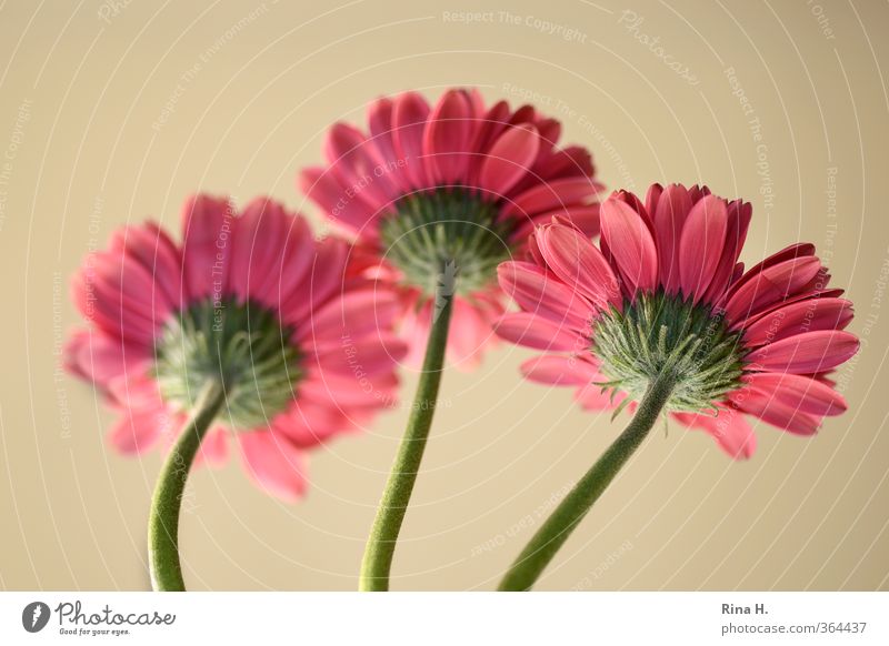 rear view Flower Blossoming Fresh Bright Pink Red 3 Gerbera Stalk Colour photo Deserted Copy Space top Shallow depth of field