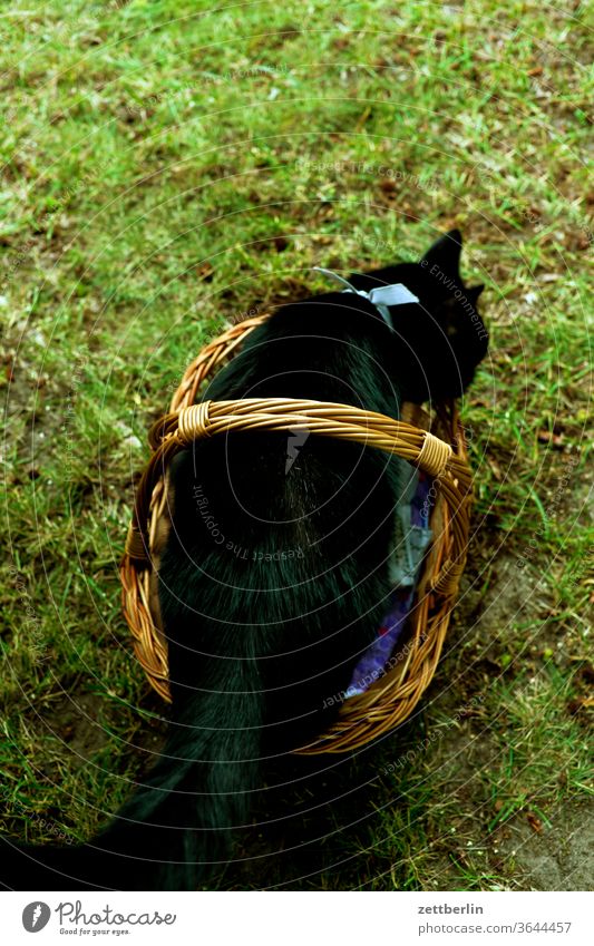 Black cat in basket Domestic cat Pet Cat Basket fur Back Sit Animal Hiding place Garden Grass Meadow
