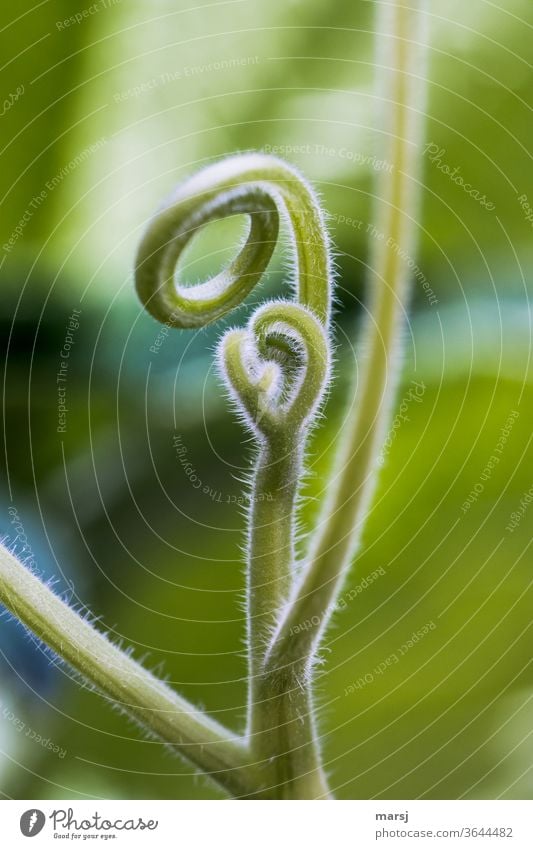 shoot tendrils, curling towards the observer Plant curly new life Hope spirally light fringe Neutral Background Thin Exceptional Esthetic Bow Spiral