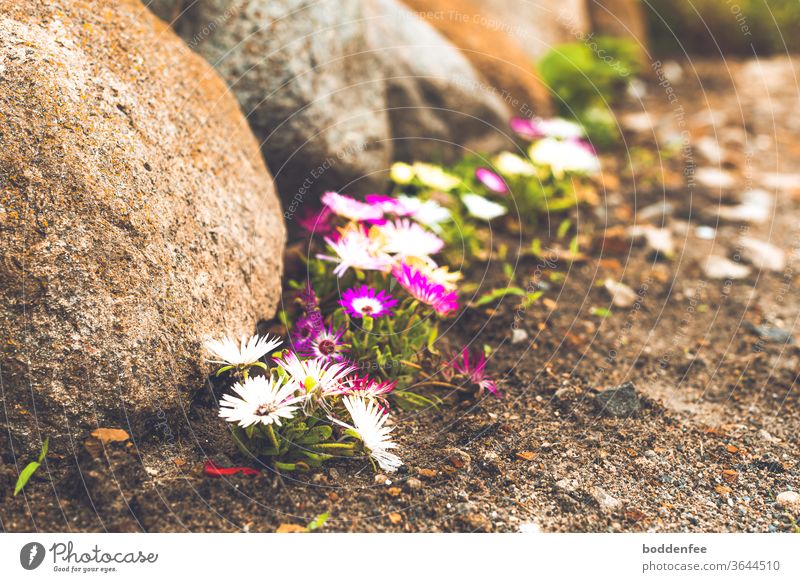 Ice flowers on field stones Livingstone daisy boulders Deserted Exterior shot Colour photo Blue Red White purple flowers bleed Blossoming