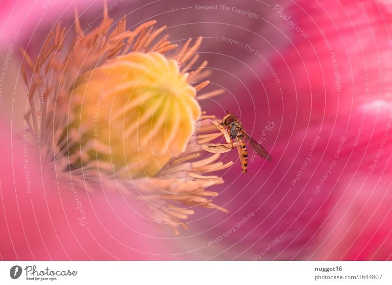 Hoverfly on poppy blossom Hover fly Poppy blossom Insect Animal Macro (Extreme close-up) Close-up Nature Colour photo Exterior shot Grand piano Plant
