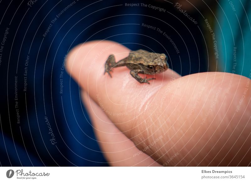 Little frog on a child's finger red rainforest Frog Forest Nature Environment