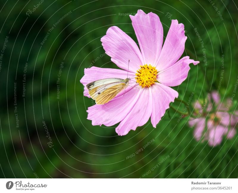 butterfly sitting on a pink flower insect wing summer animal white nature blossom garden beautiful background wild wildlife beauty closeup flora bright day