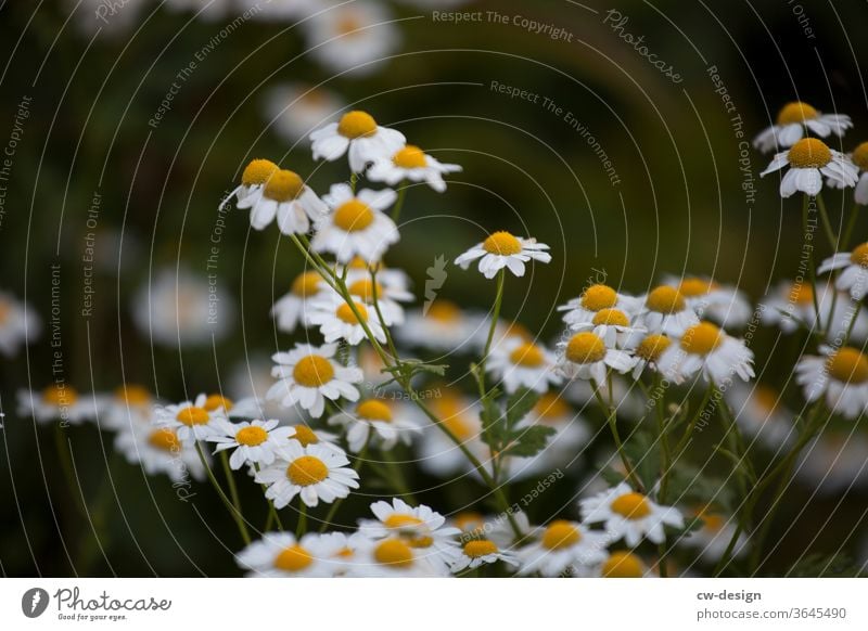 Camomile in the garden Daisy flowers Summer spring White Blossom leave Nature Plant Floral background Garden Daisy Family Fresh bleed romantic already Yellow